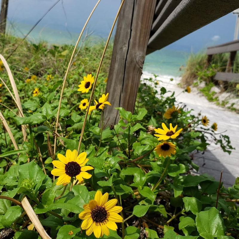 Beach Sunflower