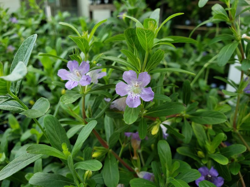Twinflower (Dyschoriste oblongifolia)