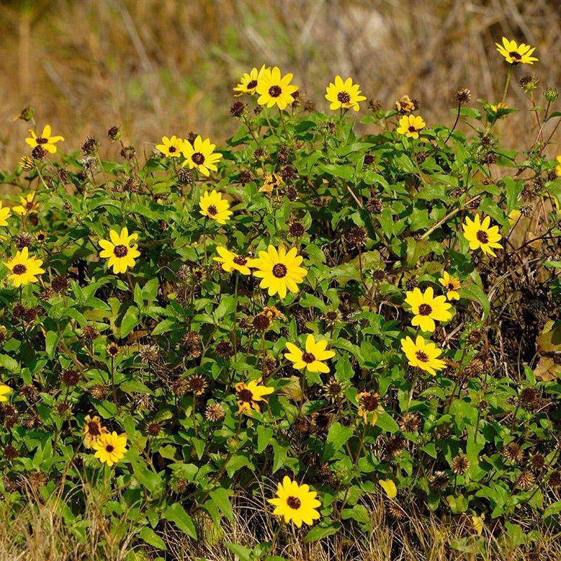 Beach Sunflower Beach Sunflower