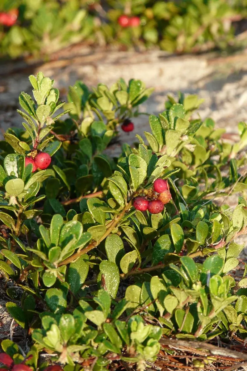 Bearberry Manzanita (Arctostaphylos uva-ursi) Bearberry Manzanita (Arctostaphylos uva-ursi)