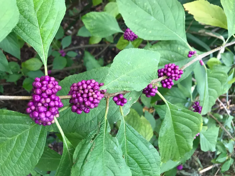 Beautyberry