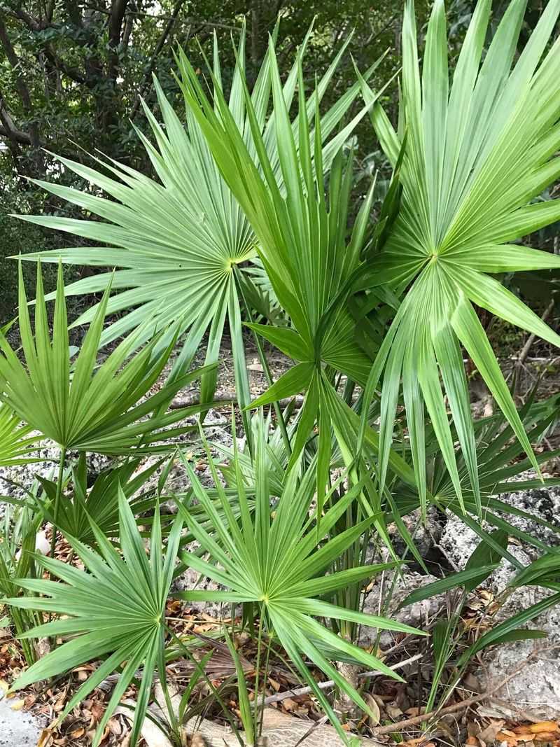 Saw Palmetto (Serenoa repens)