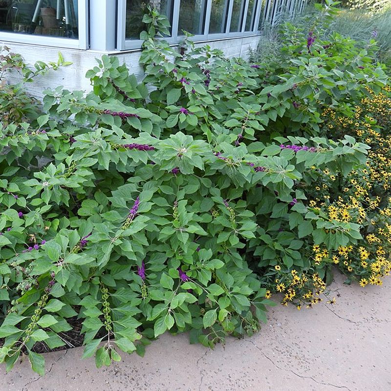 Give this native enough room to work as a patio plant