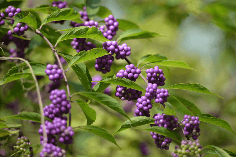 Beautyberry Beautyberry