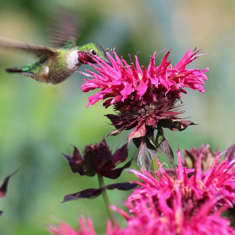 Bee Balm (Monarda) Bee Balm (Monarda)