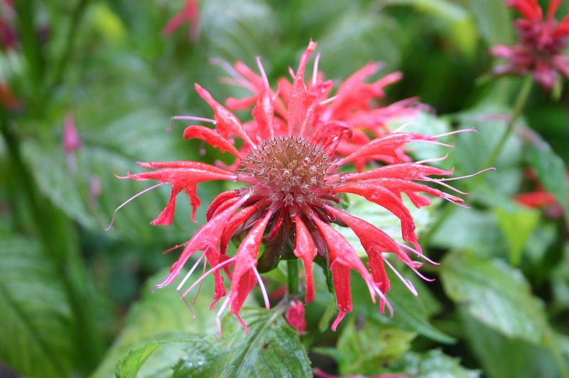 Bee Balm (Monarda) Bee Balm (Monarda)