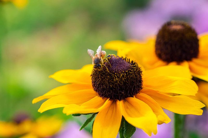 Black-Eyed Susan (Rudbeckia)
