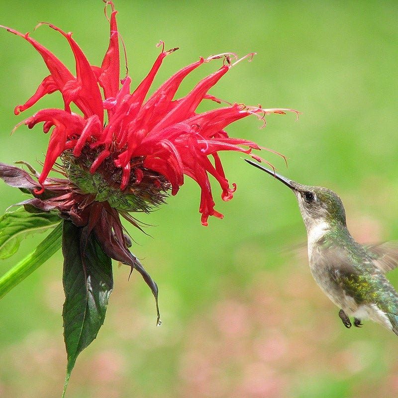 Bee Balm Bee Balm