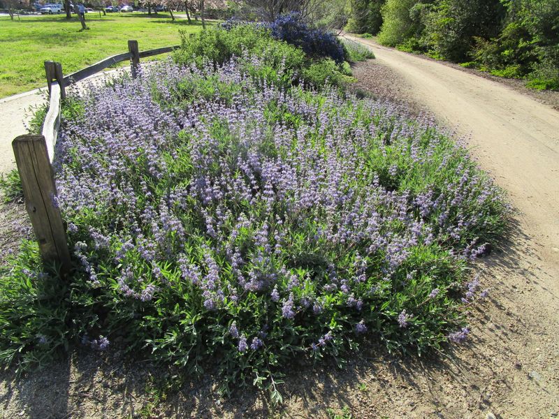 Bee's Bliss Sage (Salvia 'Bee's Bliss') Bee's Bliss Sage (Salvia 'Bee's Bliss')