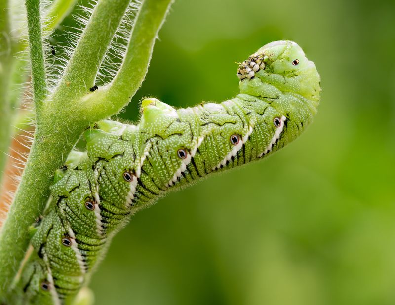 Caterpillars