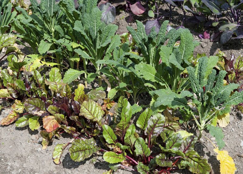 Beets