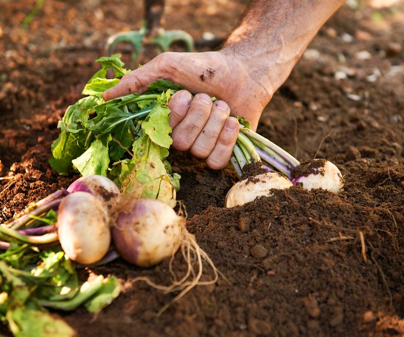 Turnips