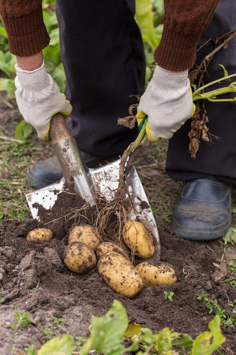 No calendar date can prove that potatoes have reached their target size