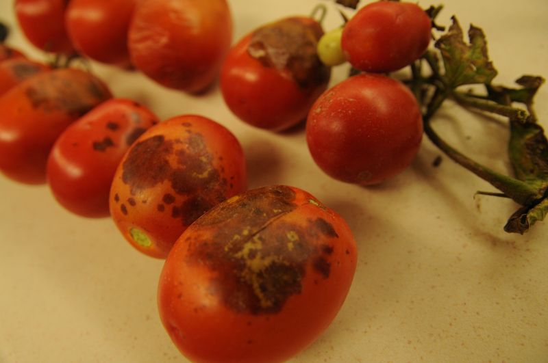 Before treating the soil, rule out a different fruit problem Before treating the soil, rule out a different fruit problem