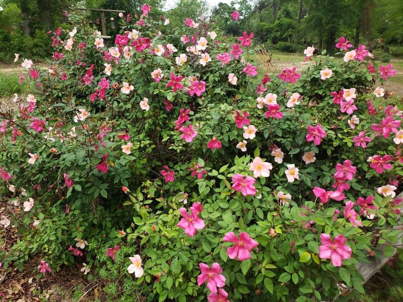 Mutabilis (Butterfly Rose)
