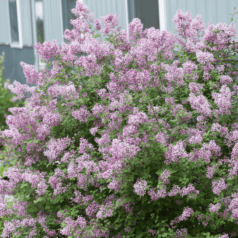 Lilac (Syringa)