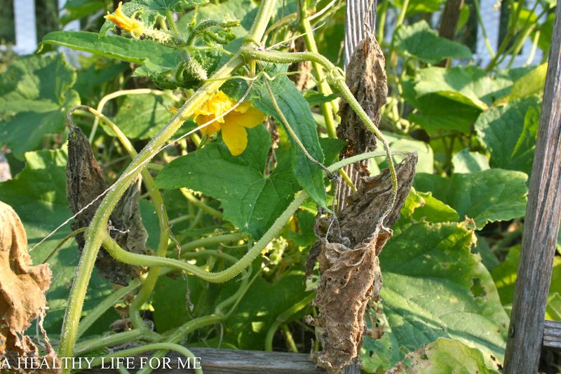 Bitter cucumbers point to stress, not one guaranteed cause Bitter cucumbers point to stress, not one guaranteed cause