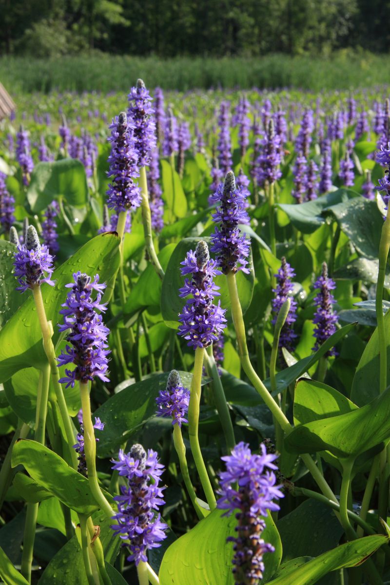 Pickerelweed