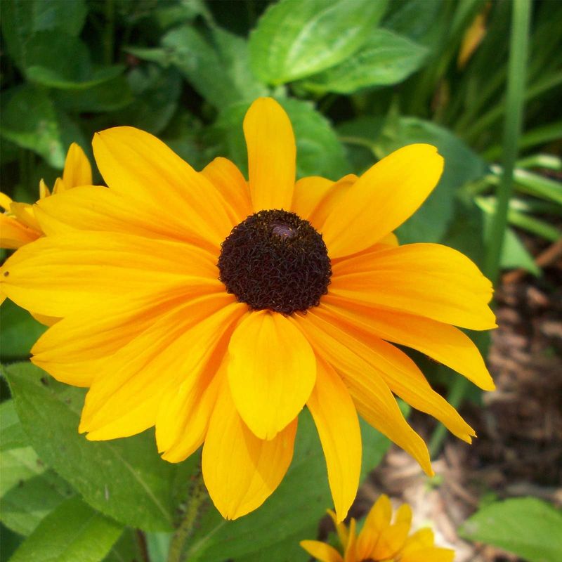 Black-Eyed Susan Black-Eyed Susan