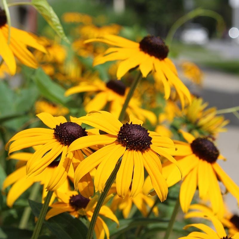 Black-Eyed Susan (Rudbeckia hirta) Black-Eyed Susan (Rudbeckia hirta)