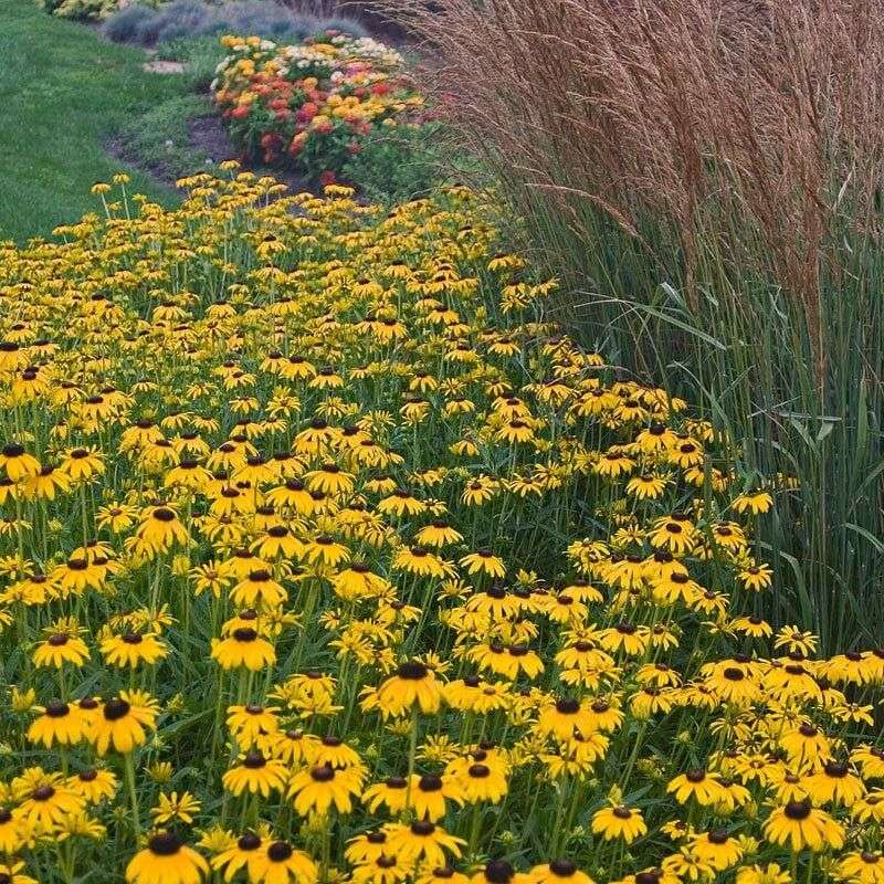 Black-Eyed Susan (Rudbeckia hirta) Black-Eyed Susan (Rudbeckia hirta)