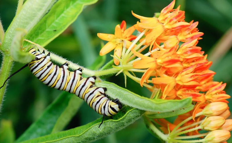 Butterfly Weed (Asclepias tuberosa)