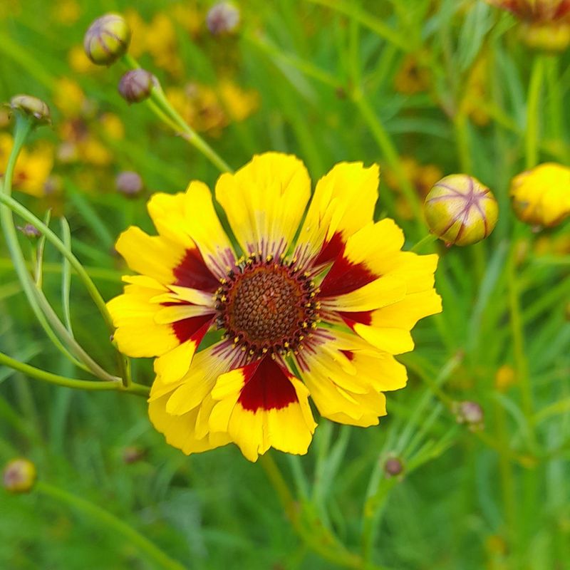 Coreopsis