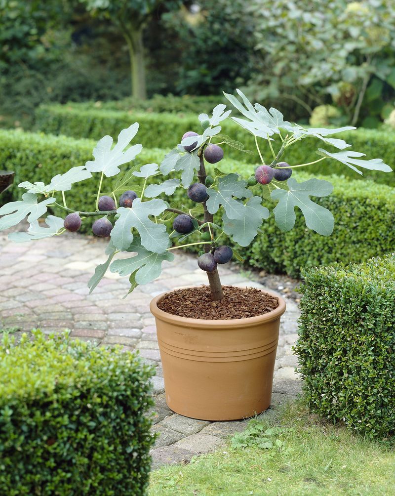 Black Mission Fig Black Mission Fig