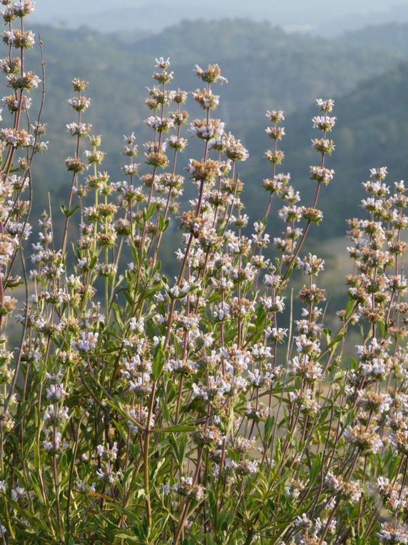 Black Sage (Salvia mellifera)