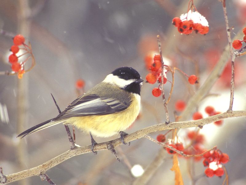 Black-capped Chickadee Black-capped Chickadee