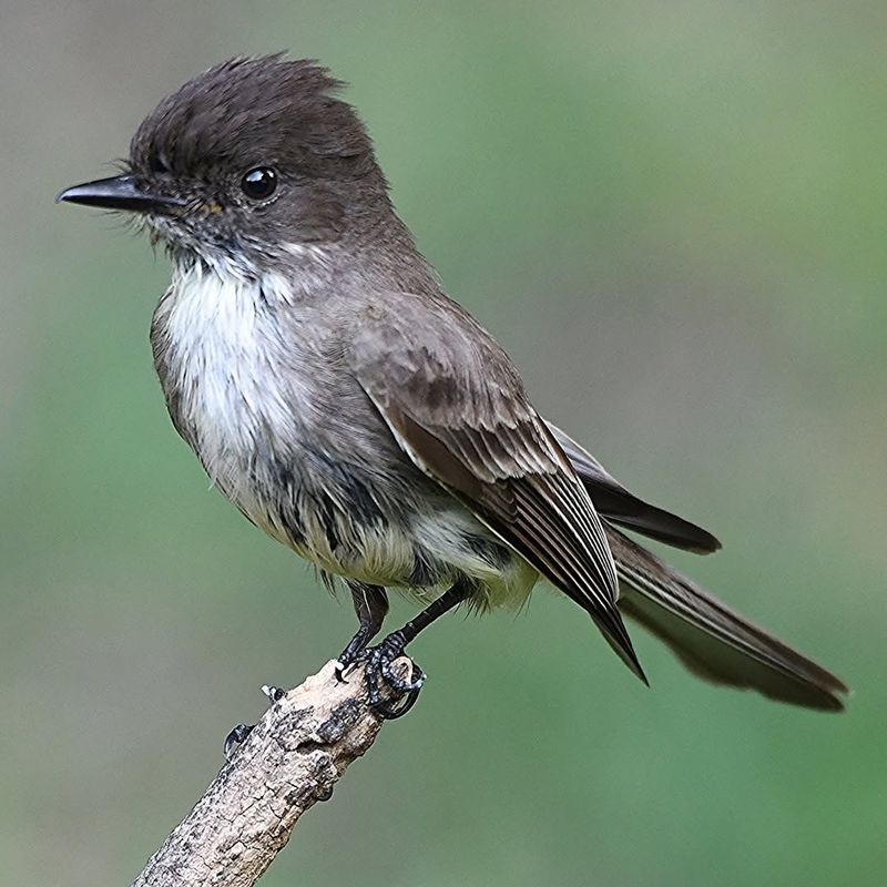 Eastern Phoebe