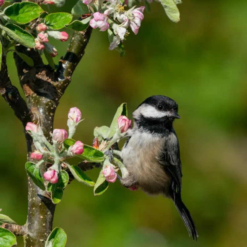 Black-capped Chickadee Black-capped Chickadee