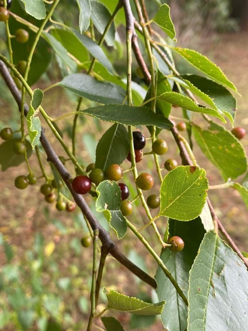 Black cherry supports a broader bird-and-insect food web