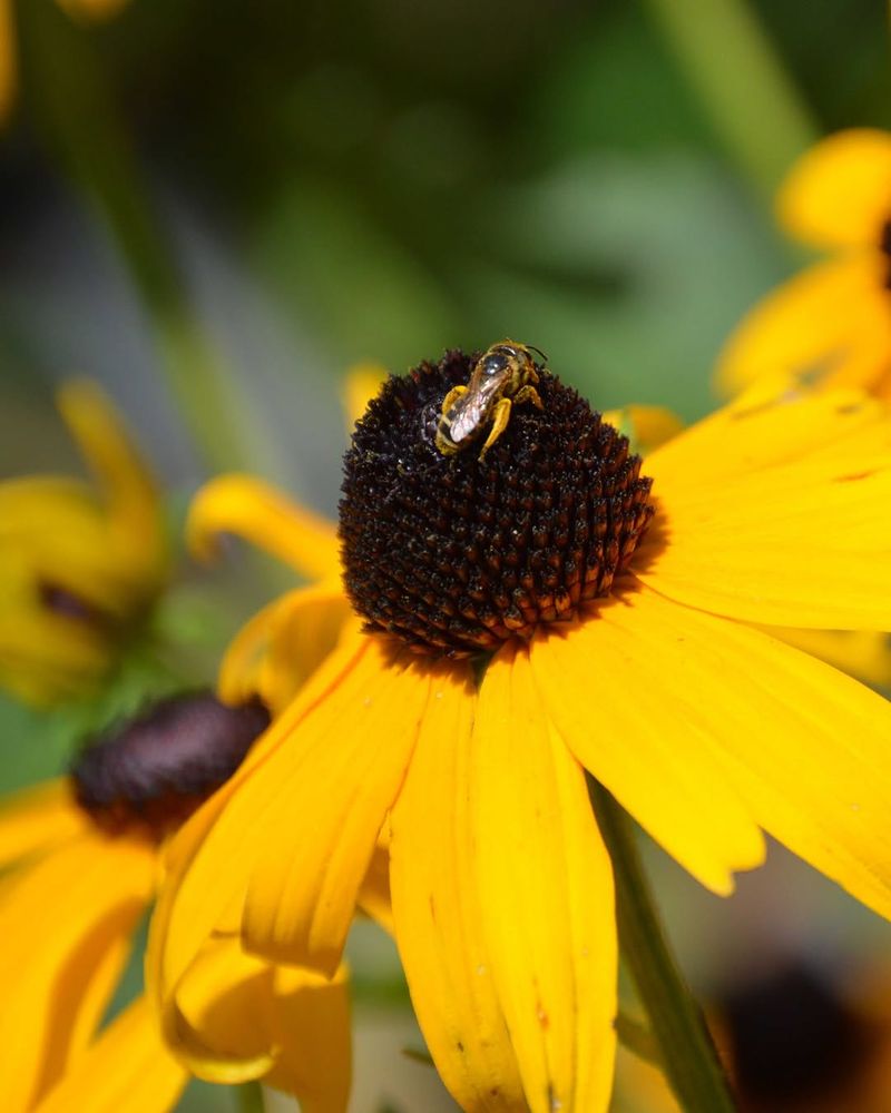 Black-eyed Susan provides forage, not a complete habitat