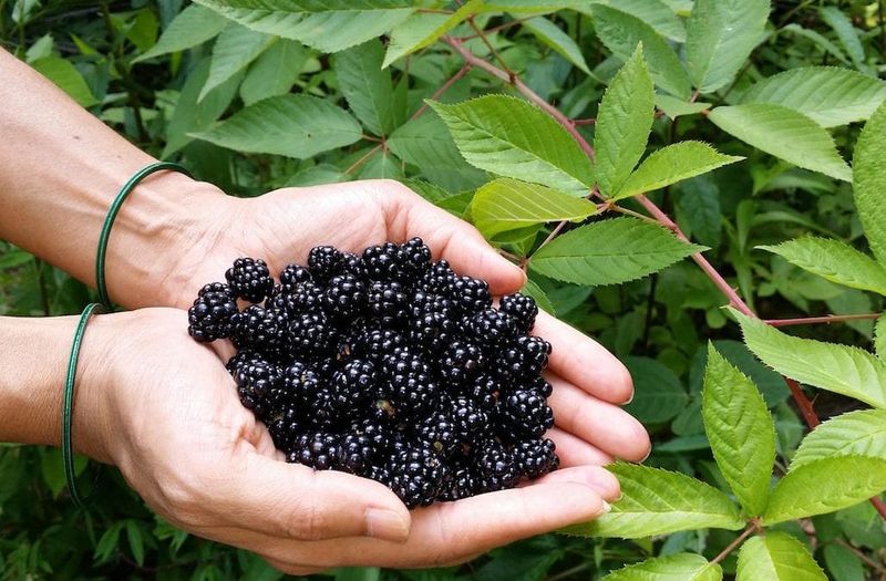 Blackberries Blackberries
