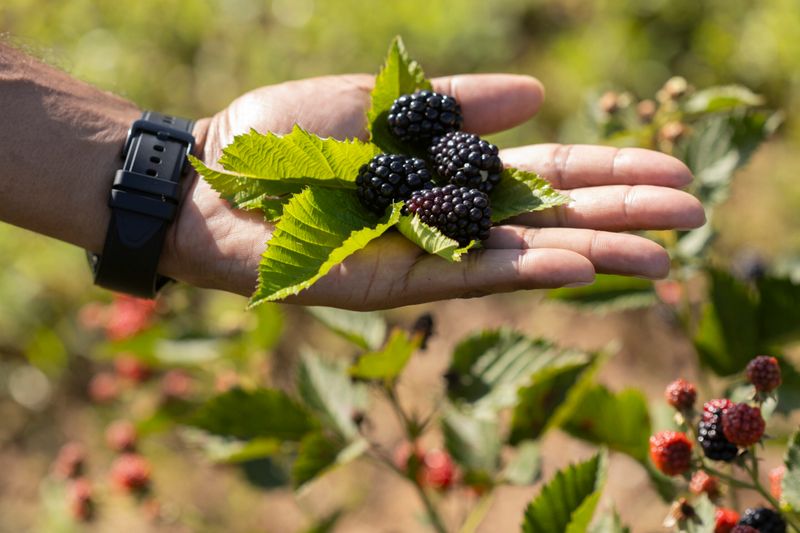 Blackberry Blackberry