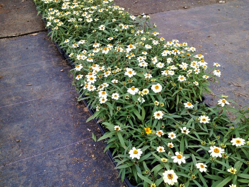 Blackfoot Daisy Blackfoot Daisy