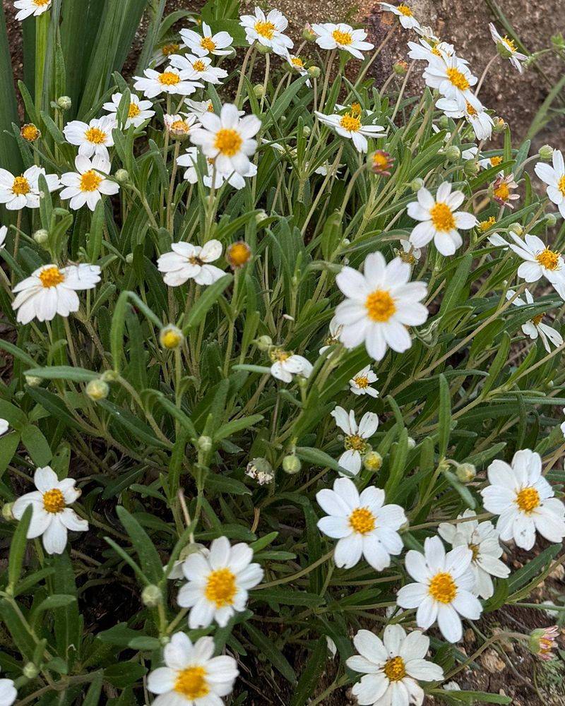 Blackfoot Daisy Blackfoot Daisy