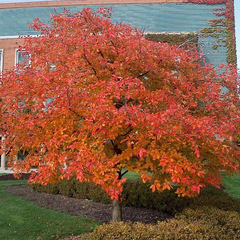 Blackgum is a strong North Carolina native wildlife tree Blackgum is a strong North Carolina native wildlife tree