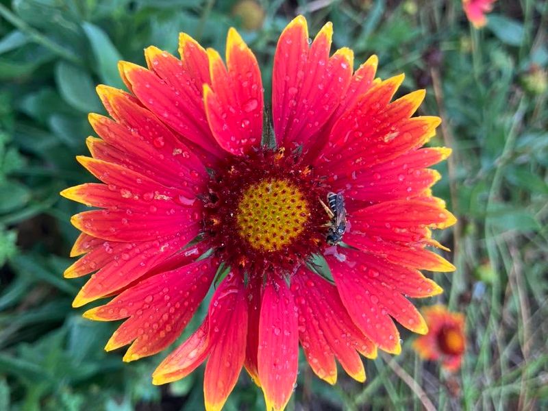 Blanket Flower Blanket Flower