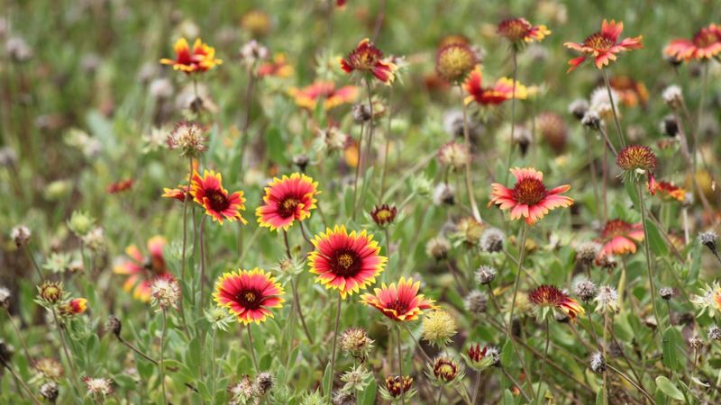 Blanket Flower (Gaillardia) Blanket Flower (Gaillardia)