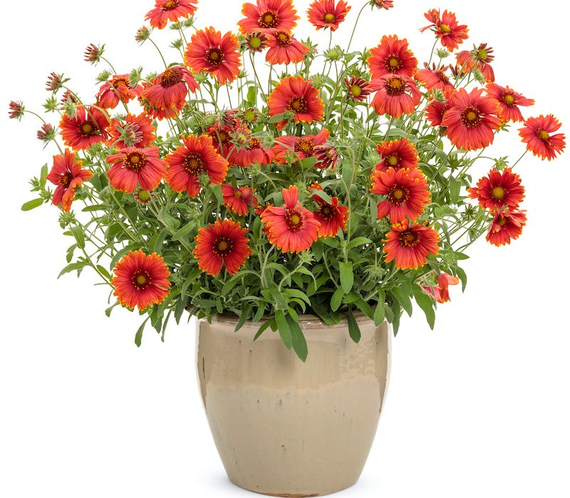Blanket Flower (Gaillardia pulchella) Blanket Flower (Gaillardia pulchella)