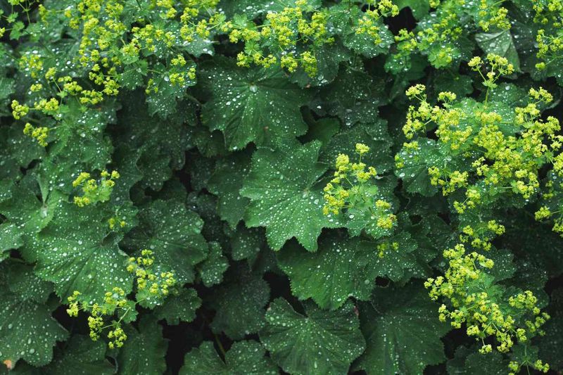 Lady's Mantle (Alchemilla)