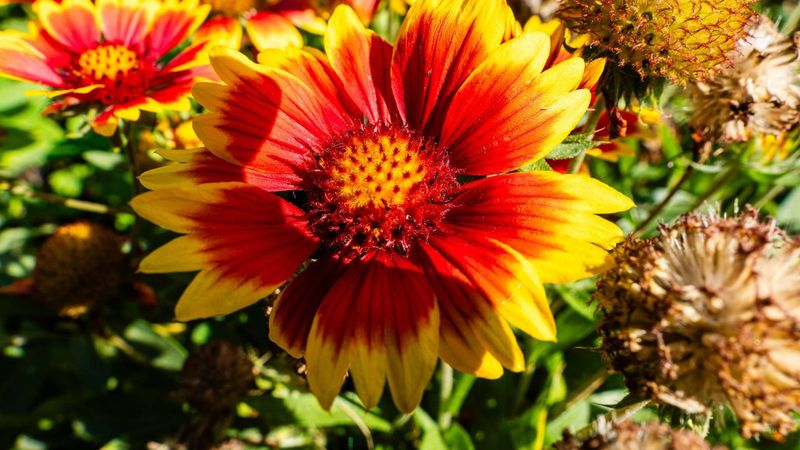 Blanketflower