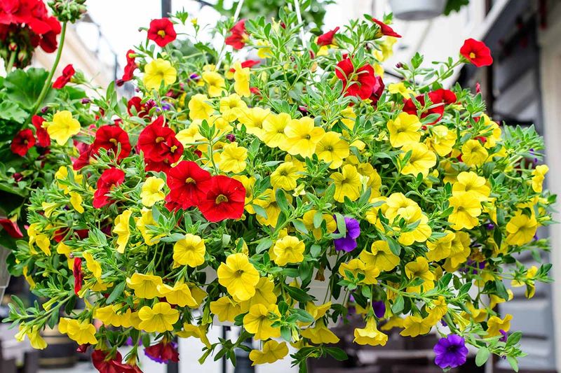 Choose the Right Petunia Type for Your Spot