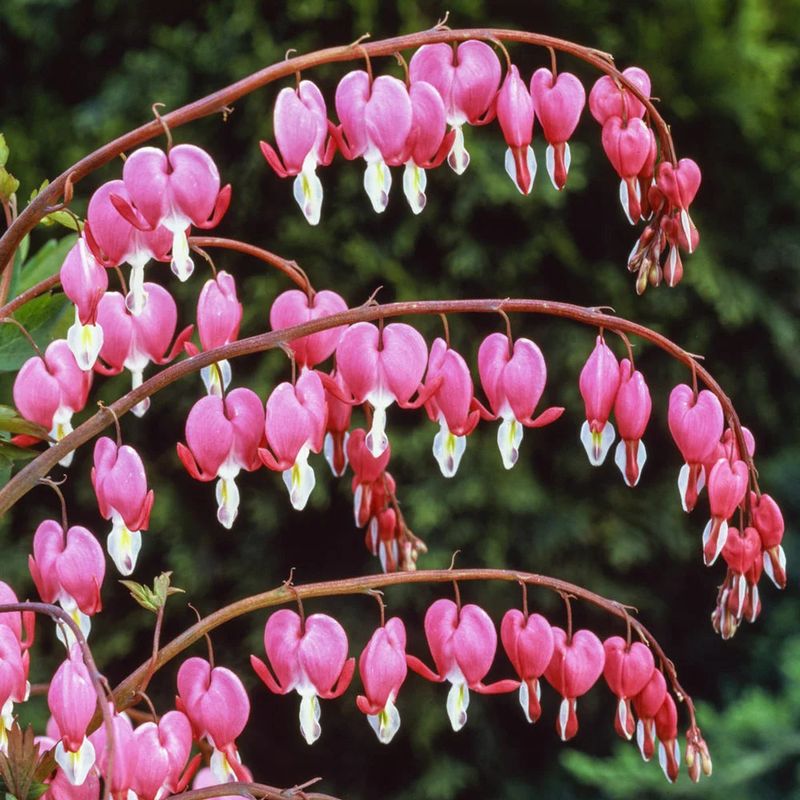 Bleeding Heart (Dicentra) Bleeding Heart (Dicentra)