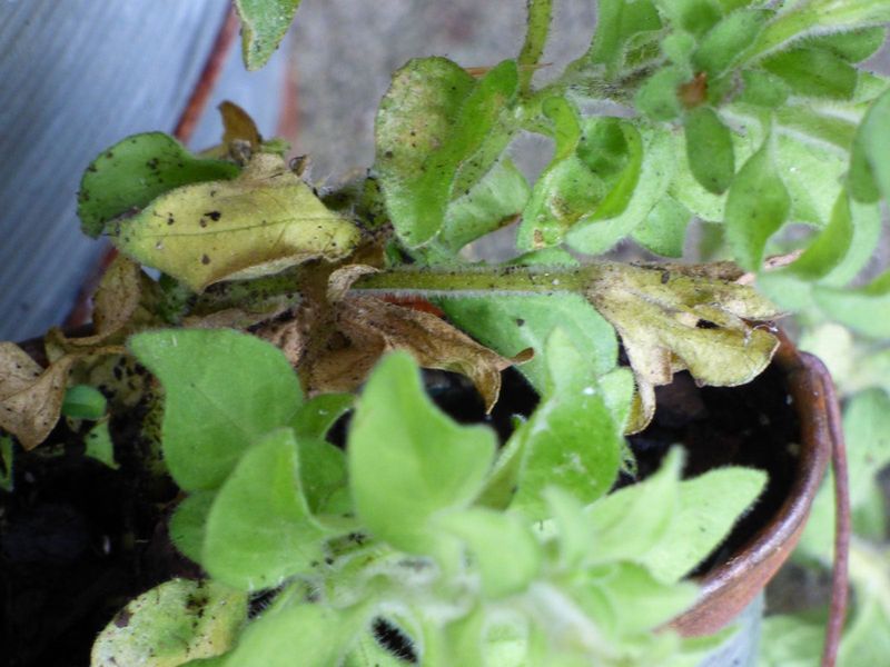 Yellowing Leaves Creeping Up From the Bottom