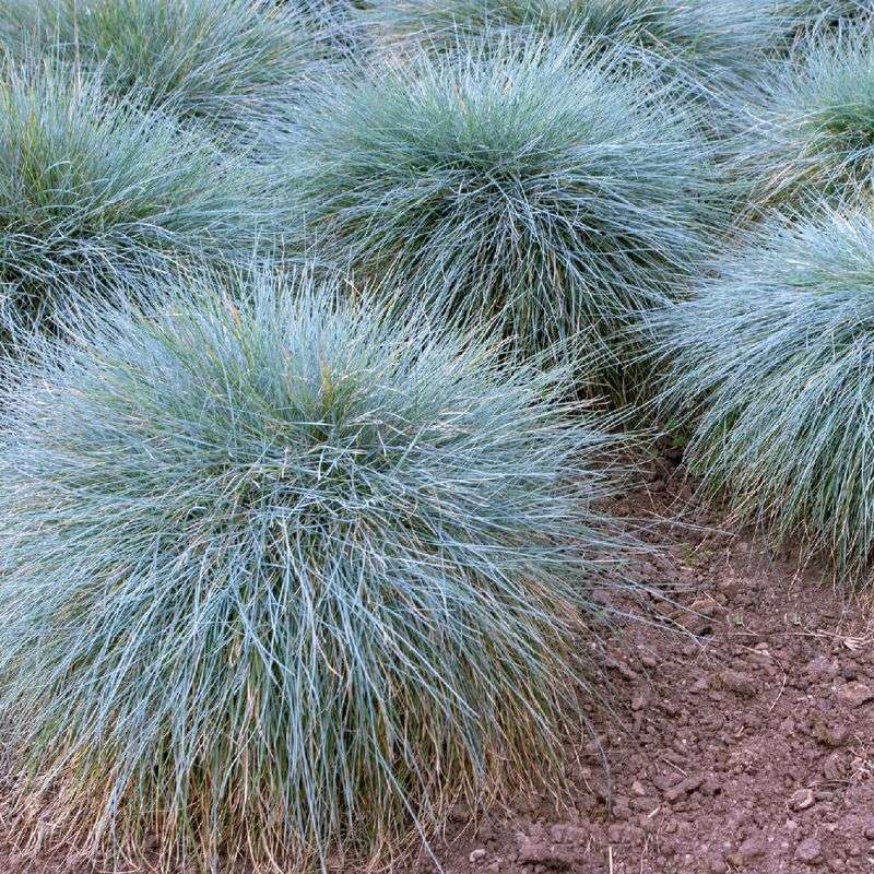 Blue Fescue (Festuca californica)