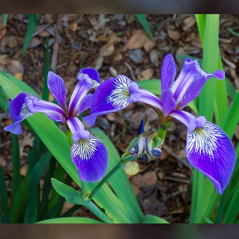 Blue Flag Iris