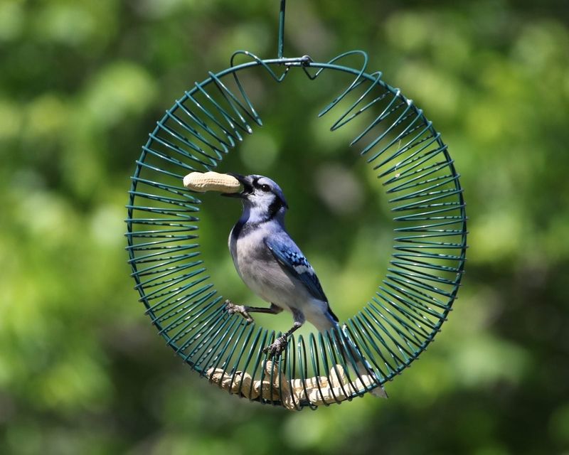 Blue Jay Blue Jay